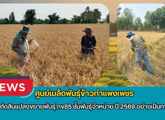 กำแพงเพชร-ศูนย์เมล็ดพันธุ์ข้าวกำแพงเพชร ตรวจตัดสินแปลงขยายพันธุ์ กข85 ชั้นพันธุ์จำหน่าย ปี 2569 อย่างเป็นทางการ