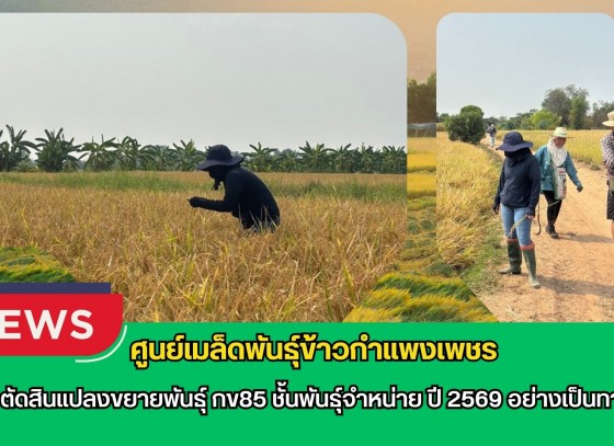 กำแพงเพชร-ศูนย์เมล็ดพันธุ์ข้าวกำแพงเพชร ตรวจตัดสินแปลงขยายพันธุ์ กข85 ชั้นพันธุ์จำหน่าย ปี 2569 อย่างเป็นทางการ
