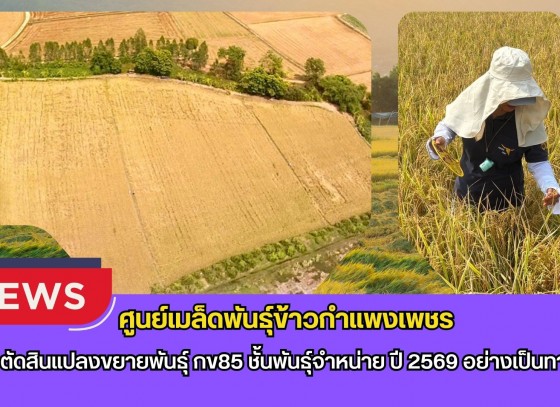 กำแพงเพชร-ศูนย์เมล็ดพันธุ์ข้าวกำแพงเพชร ตรวจตัดสินแปลงขยายพันธุ์ กข85 ชั้นพันธุ์จำหน่าย ปี 2569 อย่างเป็นทางการ