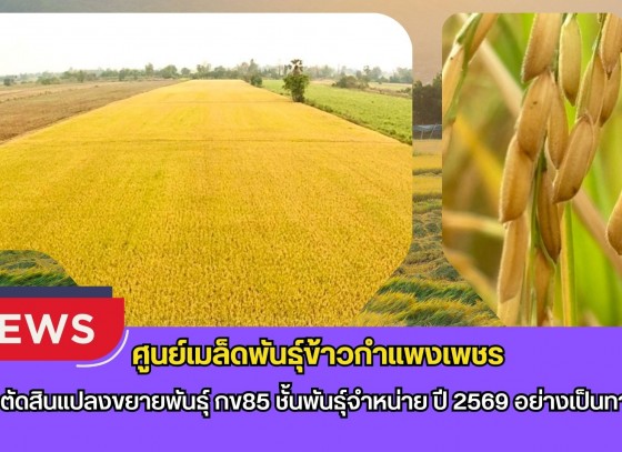 กำแพงเพชร-ศูนย์เมล็ดพันธุ์ข้าวกำแพงเพชร ตรวจตัดสินแปลงขยายพันธุ์ กข85 ชั้นพันธุ์จำหน่าย ปี 2569 อย่างเป็นทางการ