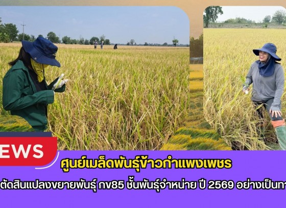กำแพงเพชร-ศูนย์เมล็ดพันธุ์ข้าวกำแพงเพชร ตรวจตัดสินแปลงขยายพันธุ์ กข85 ชั้นพันธุ์จำหน่าย ปี 2569 อย่างเป็นทางการ