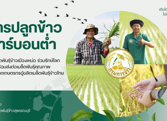 ศูนย์เมล็ดพันธุ์ข้าวสุพรรณบุรี จัดการส่งเสริมการจัดทำแปลงผลิตเมล็ดพันธุ์ข้าวด้วยวิธีการปลูกข้าวคาร์บอนต่ำ เพื่อลดผลกระทบ ต่อสิ่งแวดล้อม