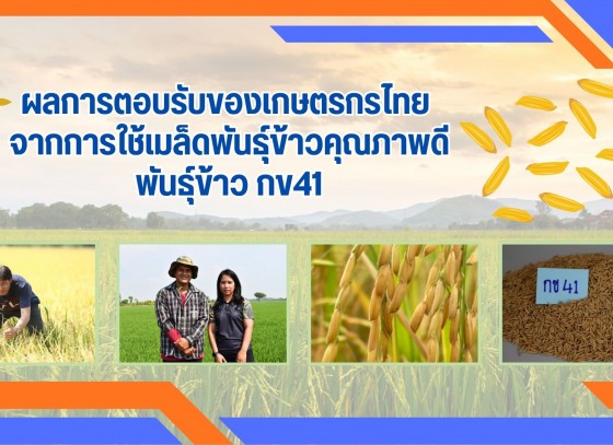ผลการตอบรับของเกษตรกรไทย จากการใช้เมล็ดพันธุ์ข้าวคุณภาพดี พันธุ์ข้าว กข41 ให้ผลผลิตสูง มีความแข็งแรง และทนทานต่อโรคแมลง ตอบสนองต่อความต้องการของชาวนาเป็นอย่างดี