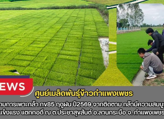กำแพงเพชร-ศูนย์เมล็ดพันธุ์ข้าวกำแพงเพชร ติดตามการเพาะกล้า กข85 ฤดูฝน ปี2569 จากติดตาม กล้ามีความสมบูรณ์ดี แข็งแรง แตกกอดี