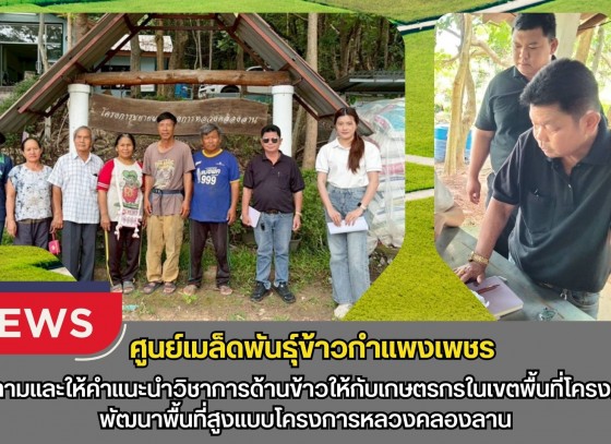 กำแพงเพชร-ศูนย์เมล็ดพันธุ์ข้าวกำแพงเพชร ติดตามและให้คำแนะนำวิชาการด้านข้าวให้กับเกษตรกรในเขตพื้นที่โครงการพัฒนาพื้นที่สูงแบบโครงการหลวงคลองลาน