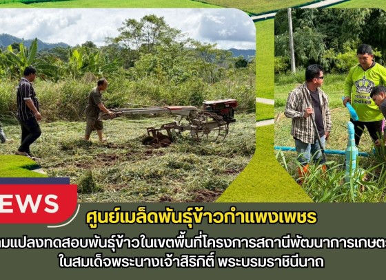 กำแพงเพชร-ศูนย์เมล็ดพันธุ์ข้าวกำแพงเพชร ติดตามแปลงทดสอบพันธุ์ข้าวในเขตพื้นที่โครงการสถานีพัฒนาการเกษตรที่สูง