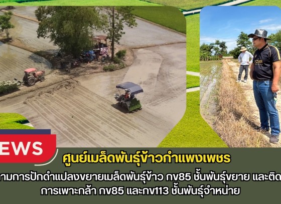 กำแพงเพชร-ศูนย์เมล็ดพันธุ์ข้าวกำแพงเพชร ติดตามการปักดำแปลงขยายเมล็ดพันธุ์ข้าว กข85 ชั้นพันธุ์ขยาย และติดตามการเพาะกล้า กข85 และกข113 ชั้นพันธุ์จำหน่าย