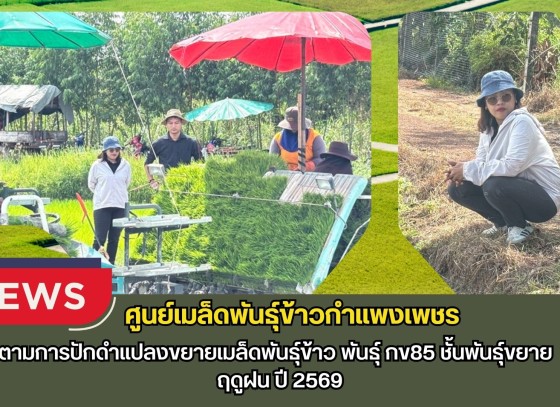 กำแพงเพชร-ศูนย์เมล็ดพันธุ์ข้าวกำแพงเพชร ติดตามการปักดำแปลงขยายเมล็ดพันธุ์ข้าว พันธุ์ กข85 ชั้นพันธุ์ขยาย ฤดูฝน ปี 2569
