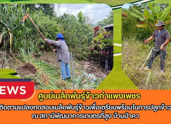 กำแพงเพชร-ศูนย์เมล็ดพันธุ์ข้าวกำแพงเพชร ติดตามแปลงทดสอบเมล็ดพันธุ์ข้าวเพื่อเตรียมพร้อมในการปลูกข้าว ณ สถานีพัฒนาการเกษตรที่สูง บ้านป่าคา