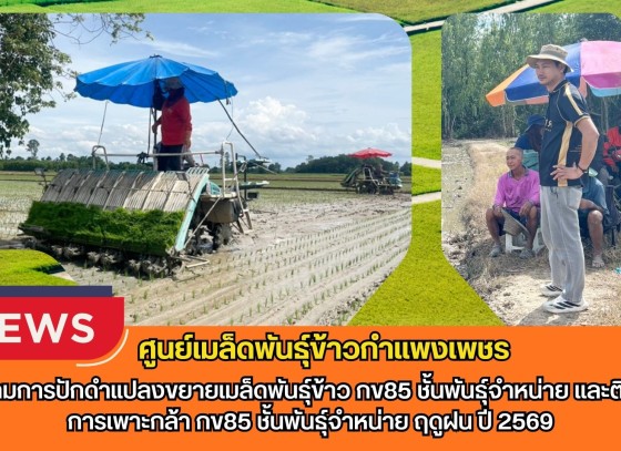 กำแพงเพชร-ศูนย์เมล็ดพันธุ์ข้าวกำแพงเพชร ติดตามการปักดำแปลงขยายเมล็ดพันธุ์ข้าว กข85 ชั้นพันธุ์จำหน่าย และติดตามการเพาะกล้า กข85 ชั้นพันธุ์จำหน่าย ฤดูฝน ปี 2569