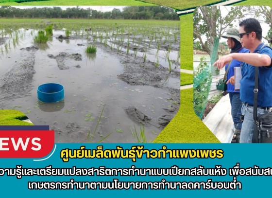 กำแพงเพชร-ศูนย์เมล็ดพันธุ์ข้าวกำแพงเพชร ให้ความรู้และเตรียมแปลงสาธิตการทำนาแบบเปียกสลับแห้ง เพื่อสนับสนุนให้เกษตรกรทำนาตามนโยบายการทำนาลดคาร์บอนต่ำ