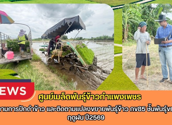กำแพงเพชร-ศูนย์เมล็ดพันธุ์ข้าวกำแพงเพชร ติดตามการปักดำข้าว และติดตามแปลงขยายพันธุ์ข้าว กข85 ชั้นพันธุ์ขยาย ฤดูฝน ปี2569