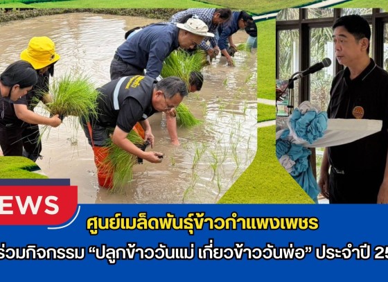 กำแพงเพชร-ศูนย์เมล็ดพันธุ์ข้าวกำแพงเพชร เข้าร่วมกิจกรรม “ปลูกข้าววันแม่ เกี่ยวข้าววันพ่อ” ประจำปี 2569