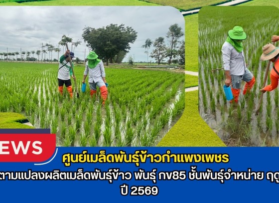 กำแพงเพชร-ศูนย์เมล็ดพันธุ์ข้าวกำแพงเพชร ติดตามแปลงผลิตเมล็ดพันธุ์ข้าวพันธุ์ กข85 ชั้นพันธุ์จำหน่าย ฤดูฝน ปี 2569