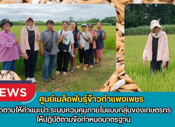 กำแพงเพชร-ศูนย์เมล็ดพันธุ์ข้าวกำแพงเพชร ติดตามให้คำแนะนำ ระบบควบคุมภายในแบบกลุ่มของเกษตรกร ให้ปฏิบัติตามข้อกำหนดมาตรฐาน