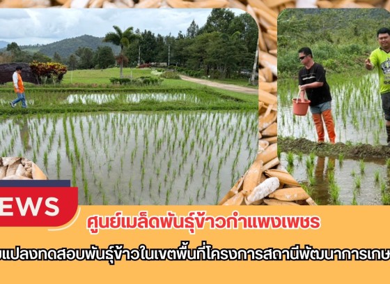 กำแพงเพชร-ศูนย์เมล็ดพันธุ์ข้าวกำแพงเพชร ติดตามแปลงทดสอบพันธุ์ข้าวในเขตพื้นที่โครงการสถานีพัฒนาการเกษตรที่สูง