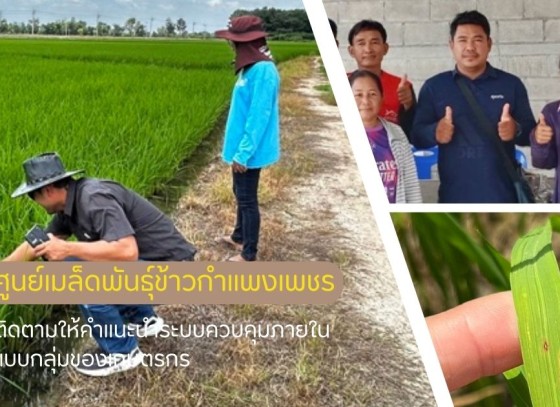 กำแพงเพชร-ศูนย์เมล็ดพันธุ์ข้าวกำแพงเพชร ติดตามให้คำแนะนำระบบควบคุมภายในแบบกลุ่มของเกษตรกร