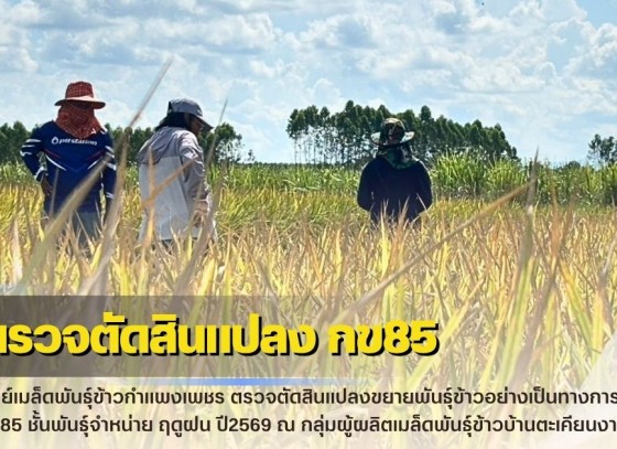 กำแพงเพชร-ศูนย์เมล็ดพันธุ์ข้าวกำแพงเพชร ตรวจตัดสินแปลงขยายพันธุ์ข้าวอย่างเป็นทางการ กข85 ชั้นพันธุ์จำหน่าย ฤดูฝน ปี2569
