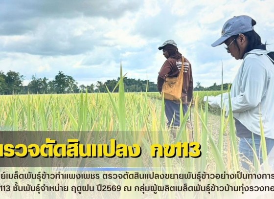 กำแพงเพชร-ศูนย์เมล็ดพันธุ์ข้าวกำแพงเพชร ตรวจตัดสินแปลงขยายพันธุ์ข้าวอย่างเป็นทางการ กข113 ชั้นพันธุ์จำหน่าย ฤดูฝน ปี2569