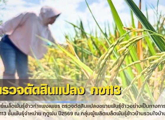 กำแพงเพชร-ศูนย์เมล็ดพันธุ์ข้าวกำแพงเพชร ตรวจตัดสินแปลงขยายพันธุ์ข้าวอย่างเป็นทางการ กข113 ชั้นพันธุ์จำหน่าย ฤดูฝน ปี2569