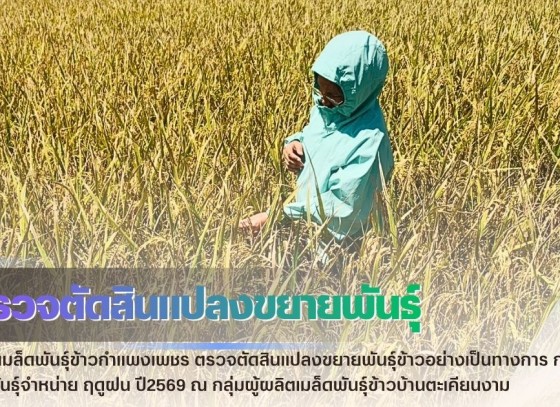 กำแพงเพชร-ศูนย์เมล็ดพันธุ์ข้าวกำแพงเพชร ตรวจตัดสินแปลงขยายพันธุ์ข้าวอย่างเป็นทางการ กข85 ชั้นพันธุ์จำหน่าย ฤดูฝน ปี2569