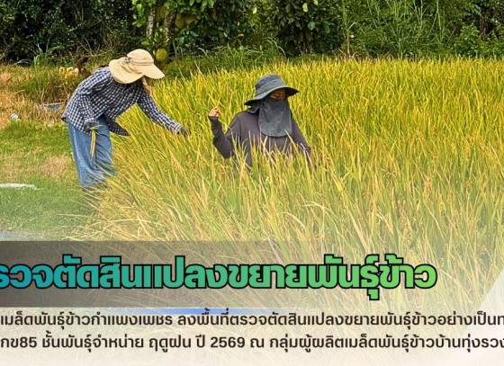 กำแพงเพชร-ศูนย์เมล็ดพันธุ์ข้าวกำแพงเพชร ลงพื้นที่ตรวจตัดสินแปลงขยายพันธุ์ข้าวอย่างเป็นทางการ ข้าว กข85 ชั้นพันธุ์จำหน่าย ฤดูฝน ปี 2569