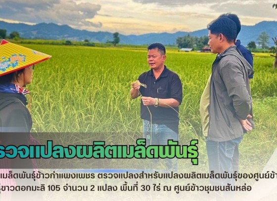กำแพงเพชร-ศูนย์เมล็ดพันธุ์ข้าวกำแพงเพชร ตรวจแปลงสำหรับแปลงผลิตเมล็ดพันธุ์ของศูนย์ข้าวชุมชน พันธุ์ขาวดอกมะลิ 105 จำนวน 2 แปลง พื้นที่ 30 ไร่