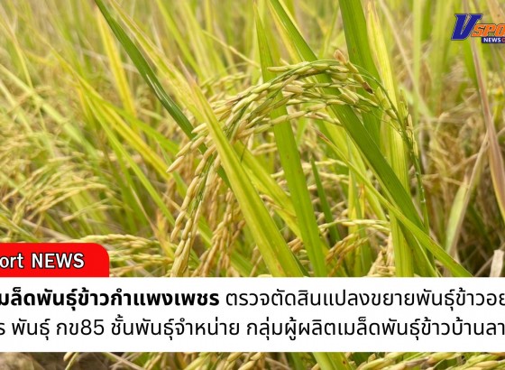 กำแพงเพชร-ศูนย์เมล็ดพันธุ์ข้าวกำแพงเพชร ตรวจตัดสินแปลงขยายพันธุ์ข้าวอย่างเป็นทางการ พันธุ์ กข85 ชั้นพันธุ์จำหน่าย