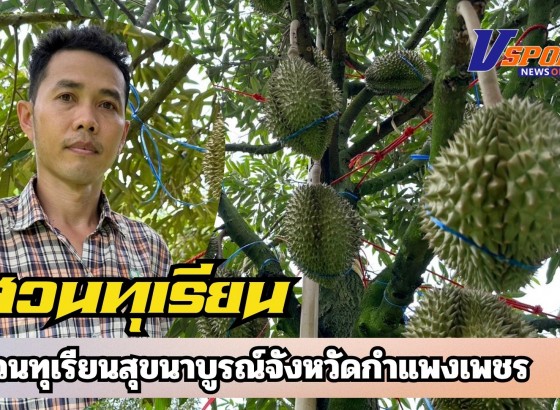กำแพงเพชร-สวนทุเรียนสุขนาบูรณ์ กำแพงเพชร จัดโปรโมชั่นพิเศษสำหรับสัปดาห์นี้ ทุเรียนหมอนทอง หน้าสวนขายกิโลกรัมละ 109 บาท ถึง 119 บาท
