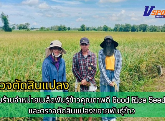 กำแพงเพชร-ศูนย์เมล็ดพันธุ์ข้าวกำแพงเพชร ติดตามร้านจำหน่ายเมล็ดพันธุ์ข้าวคุณภาพดี Good Rice Seed Shop และตรวจตัดสินแปลงขยายพันธุ์ข้าว กข 85 