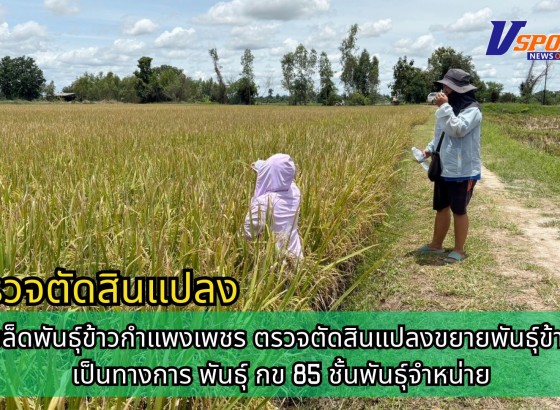 กำแพงเพชร-ศูนย์เมล็ดพันธุ์ข้าวกำแพงเพชร ตรวจตัดสินแปลงขยายพันธุ์ข้าวอย่างเป็นทางการ พันธุ์ กข 85 ชั้นพันธุ์จำหน่าย
