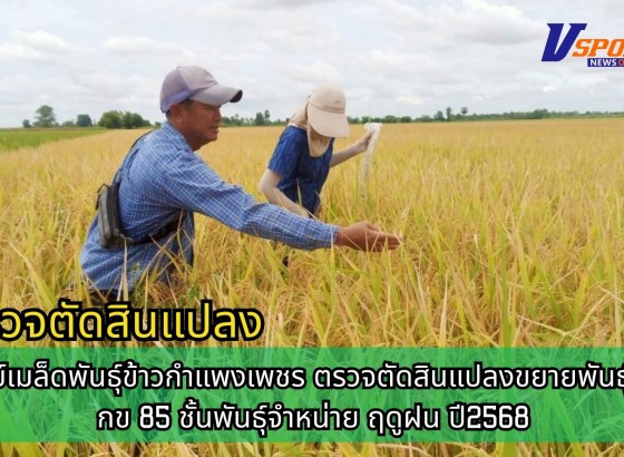 กำแพงเพชร-ศูนย์เมล็ดพันธุ์ข้าวกำแพงเพชร ตรวจตัดสินแปลงขยายพันธุ์ข้าว กข85 ชั้นพันธุ์จำหน่าย ฤดูฝน ปี2568