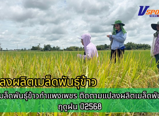 กำแพงเพชร-ศูนย์เมล็ดพันธุ์ข้าวกำแพงเพชร ติดตามแปลงผลิตเมล็ดพันธุ์ข้าว ฤดูฝน ปี2568
