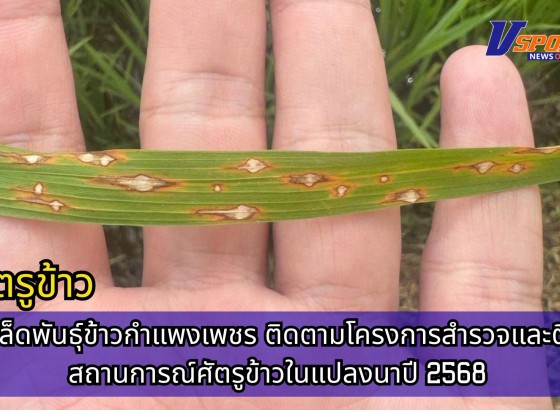 กำแพงเพชร-ศูนย์เมล็ดพันธุ์ข้าวกำแพงเพชร ติดตามโครงการสำรวจและติดตามสถานการณ์ศัตรูข้าวในแปลงนาปี 2568