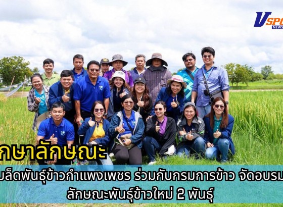 กำแพงเพชร-ศูนย์เมล็ดพันธุ์ข้าวกำแพงเพชร ร่วมกับกรมการข้าว จัดอบรมศึกษาลักษณะพันธุ์ข้าวใหม่ 2 พันธุ์
