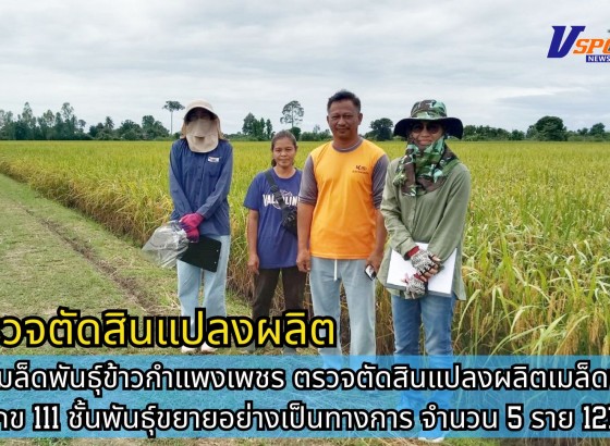 กำแพงเพชร-ศูนย์เมล็ดพันธุ์ข้าวกำแพงเพชร ตรวจตัดสินแปลงผลิตเมล็ดพันธุ์ข้าว กข 111 ชั้นพันธุ์ขยายอย่างเป็นทางการ จำนวน 5 ราย 121ไร่