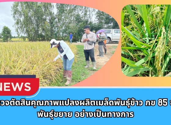 กำแพงเพชร-ศูนย์เมล็ดพันธุ์ข้าวกำแพงเพชร ตรวจตัดสินคุณภาพแปลงผลิตเมล็ดพันธุ์ข้าว กข 85 ชั้นพันธุ์ขยาย อย่างเป็นทางการ