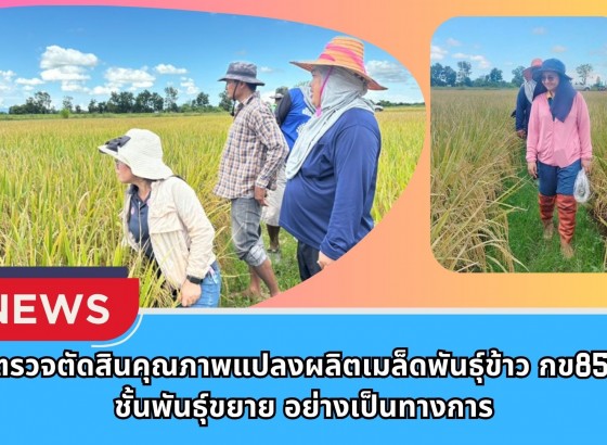 กำแพงเพชร-ศูนย์เมล็ดพันธุ์ข้าวกำแพงเพชร ตรวจตัดสินคุณภาพแปลงผลิตเมล็ดพันธุ์ข้าว กข85 ชั้นพันธุ์ขยาย อย่างเป็นทางการ