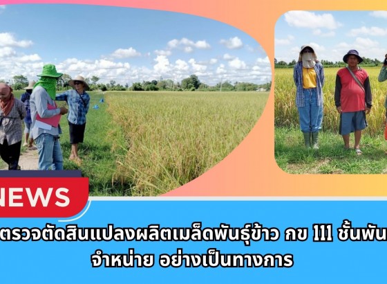 กำแพงเพชร-ศูนย์เมล็ดพันธุ์ข้าวกำแพงเพชร ตรวจตัดสินแปลงผลิตเมล็ดพันธุ์ข้าว กข 111 ชั้นพันธุ์จำหน่าย อย่างเป็นทางการ