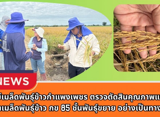 กำแพงเพชร-ศูนย์เมล็ดพันธุ์ข้าวกำแพงเพชร ตรวจตัดสินคุณภาพแปลงผลิตเมล็ดพันธุ์ข้าว กข 85 ชั้นพันธุ์ขยาย อย่างเป็นทางการ