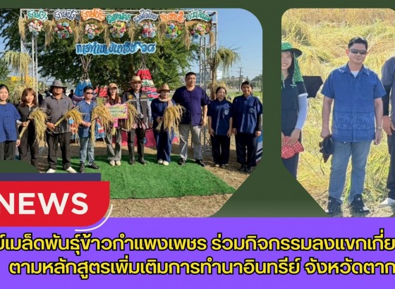 กำแพงเพชร-ศูนย์เมล็ดพันธุ์ข้าวกำแพงเพชร ร่วมกิจกรรมลงแขกเกี่ยวข้าวตามหลักสูตรเพิ่มเติมการทำนาอินทรีย์โรงเรียนเทศบาลวัดดอนแก้ว