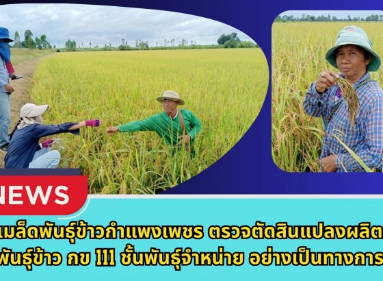 กำแพงเพชร-ศูนย์เมล็ดพันธุ์ข้าวกำแพงเพชร ตรวจตัดสินแปลงผลิตเมล็ดพันธุ์ข้าว กข 111 ชั้นพันธุ์จำหน่าย อย่างเป็นทางการ