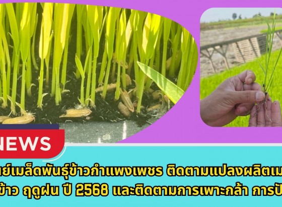 กำแพงเพชร-ศูนย์เมล็ดพันธุ์ข้าวกำแพงเพชร ติดตามแปลงผลิตเมล็ดพันธุ์ข้าว ฤดูฝน ปี2568 และติดตามการเพาะกล้า การปักดำแปลงผลิตเมล็ดพันธุ์ข้าว กข85 ฤดูแล้ง ปี2569