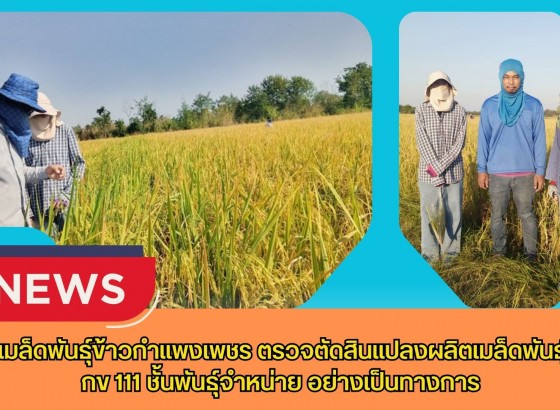 กำแพงเพชร-ศูนย์เมล็ดพันธุ์ข้าวกำแพงเพชร ตรวจตัดสินแปลงผลิตเมล็ดพันธุ์ข้าว กข 111 ชั้นพันธุ์จำหน่าย อย่างเป็นทางการ