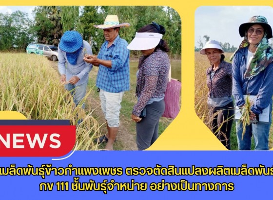 กำแพงเพชร-ศูนย์เมล็ดพันธุ์ข้าวกำแพงเพชร ตรวจตัดสินแปลงผลิตเมล็ดพันธุ์ข้าว กข 111 ชั้นพันธุ์จำหน่าย อย่างเป็นทางการ