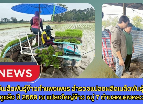 กำแพงเพชร-ศูนย์เมล็ดพันธุ์ข้าวกำแพงเพชร สำรวจแปลงผลิตเมล็ดพันธุ์ข้าวฤดูแล้ง ปี 2569 ณ แปลงใหญ่ข้าว หมู่ 7 ตำบลหนองหลวง
