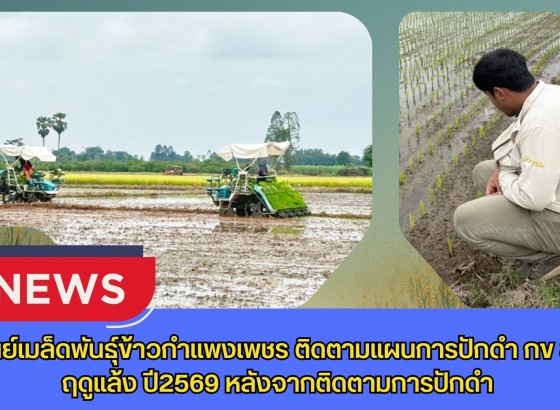 กำแพงเพชร-ศูนย์เมล็ดพันธุ์ข้าวกำแพงเพชร ติดตามแผนการปักดำ กข 85 ฤดูแล้ง ปี2569 หลังจากติดตามการปักดำ