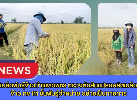กำแพงเพชร-ศูนย์เมล็ดพันธุ์ข้าวกำแพงเพชร ตรวจตัดสินแปลงผลิตเมล็ดพันธุ์ข้าว กข 111 ชั้นพันธุ์จำหน่าย อย่างเป็นทางการ