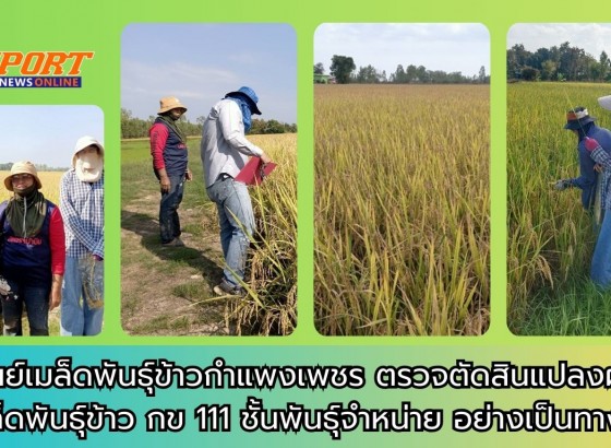 กำแพงเพชร-ศูนย์เมล็ดพันธุ์ข้าวกำแพงเพชร ตรวจตัดสินแปลงผลิตเมล็ดพันธุ์ข้าว กข 111 ชั้นพันธุ์จำหน่าย อย่างเป็นทางการ