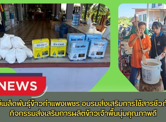 กำแพงเพชร-ศูนย์เมล็ดพันธุ์ข้าวกำแพงเพชร อบรมส่งเสริมการใช้สารชีวภัณฑ์ กิจกรรมส่งเสริมการผลิตข้าวเจ้าพื้นนุ่มคุณภาพดี